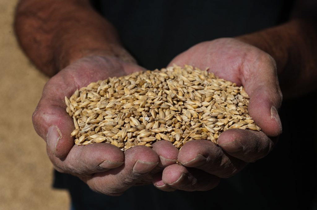 Malt inneholder gluten, og kan benyttes til å krydre brennevin som akevitt.