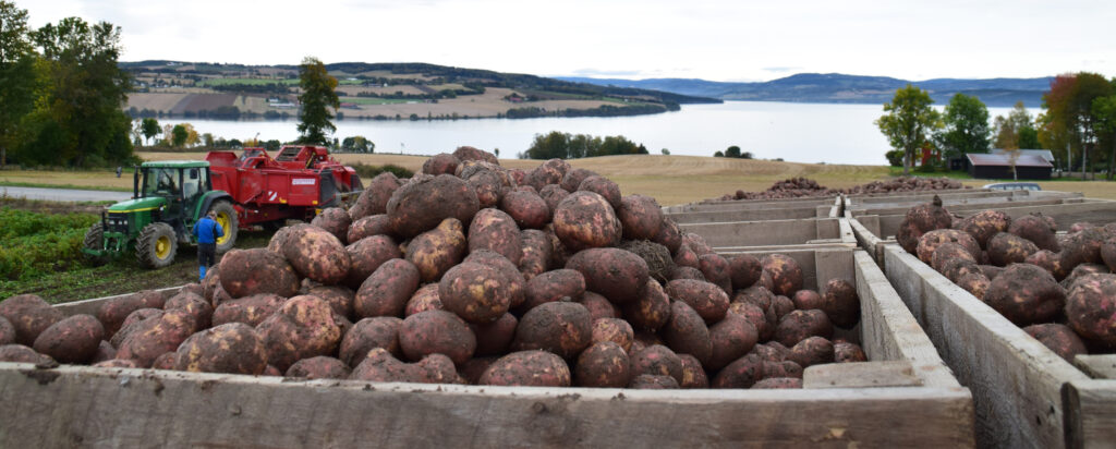 Potetopptaking_foto_HOFF