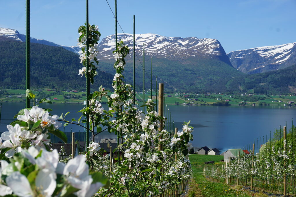 Gardsbrenneriet_blomstrende_epletre